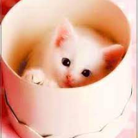 Cat Lover